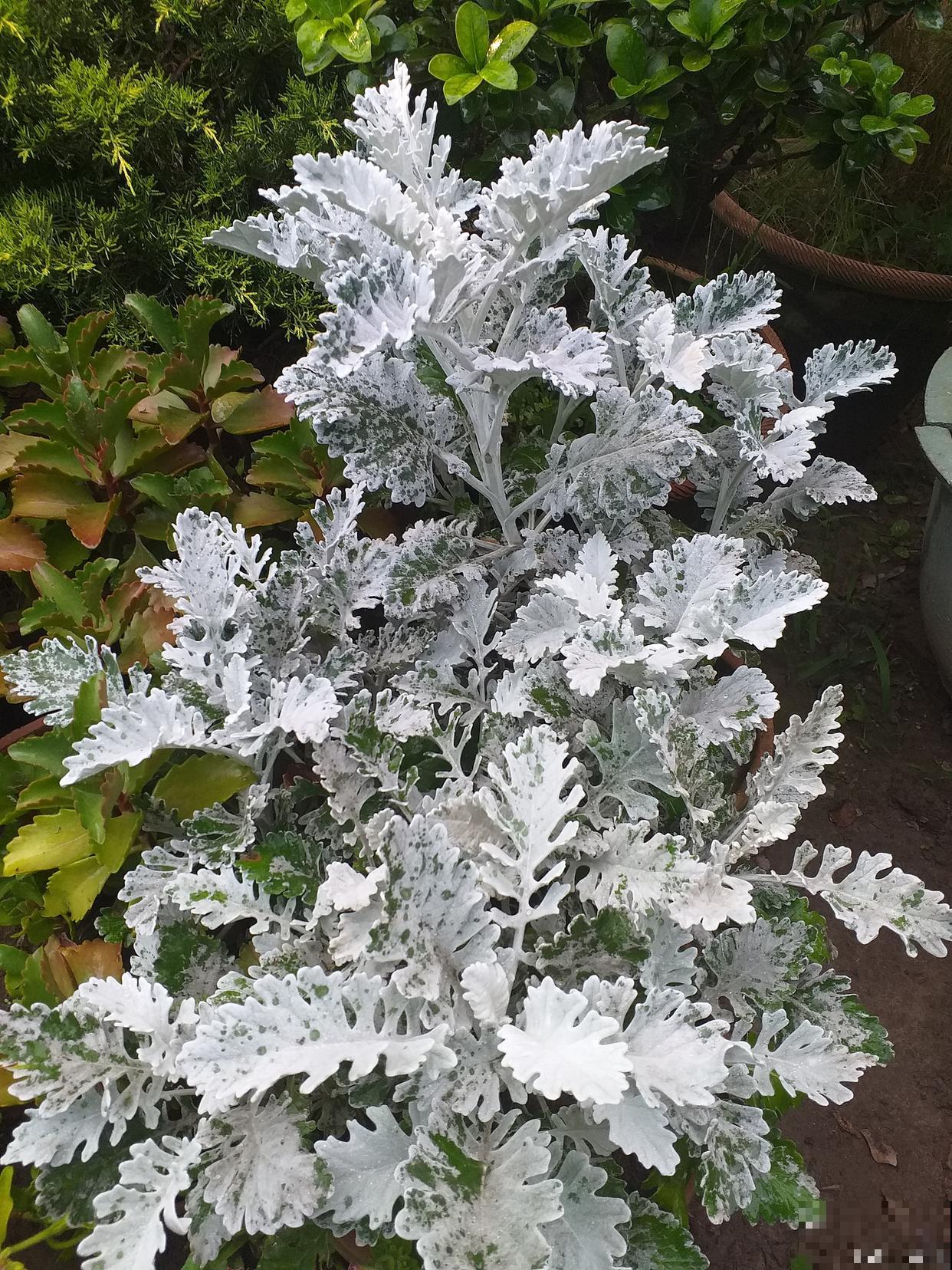 银叶菊鲜花怎么保养