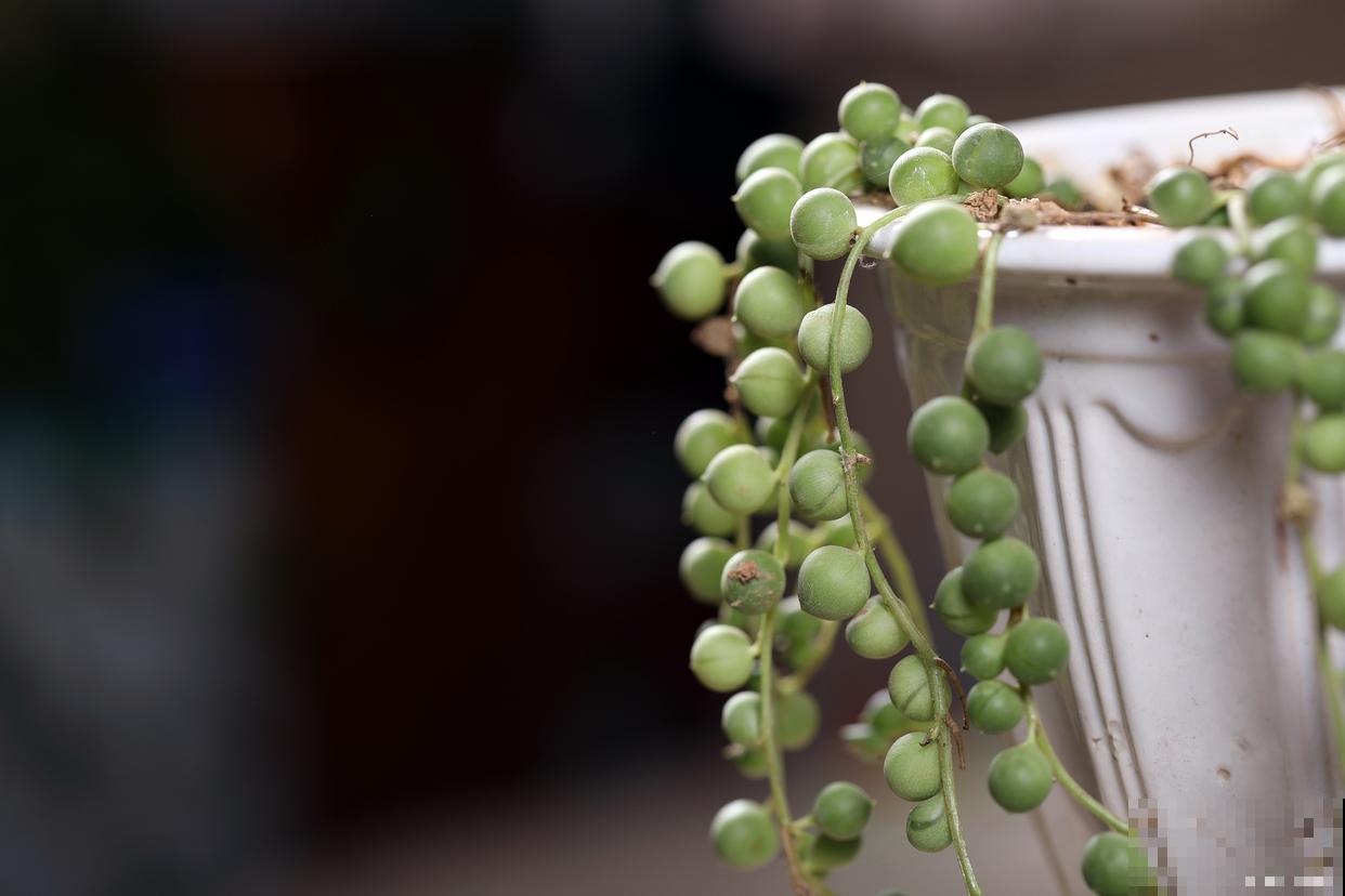 佛珠吊兰怎么养才能更旺盛