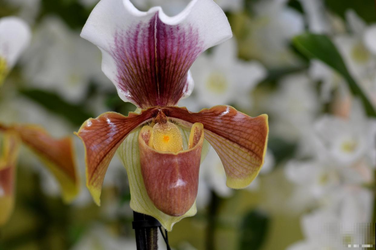 兜兰怎么种植的？