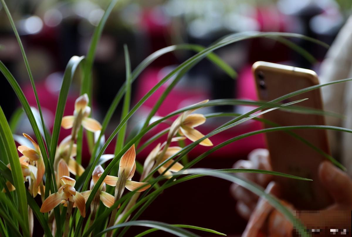 春兰怎么种植的? 春兰怎么种植的?