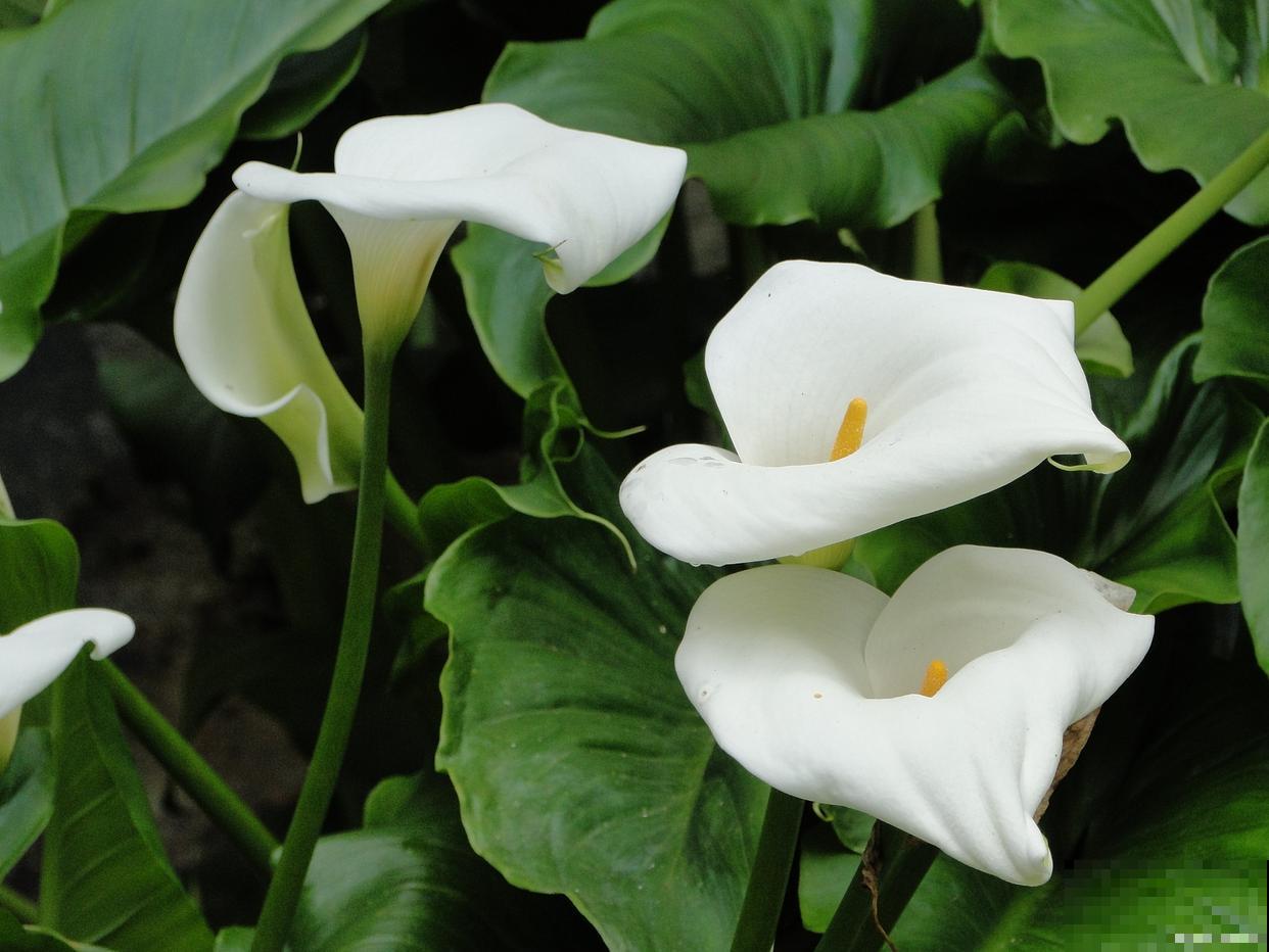 白掌的花怎么变绿了 白掌的花怎么变绿了