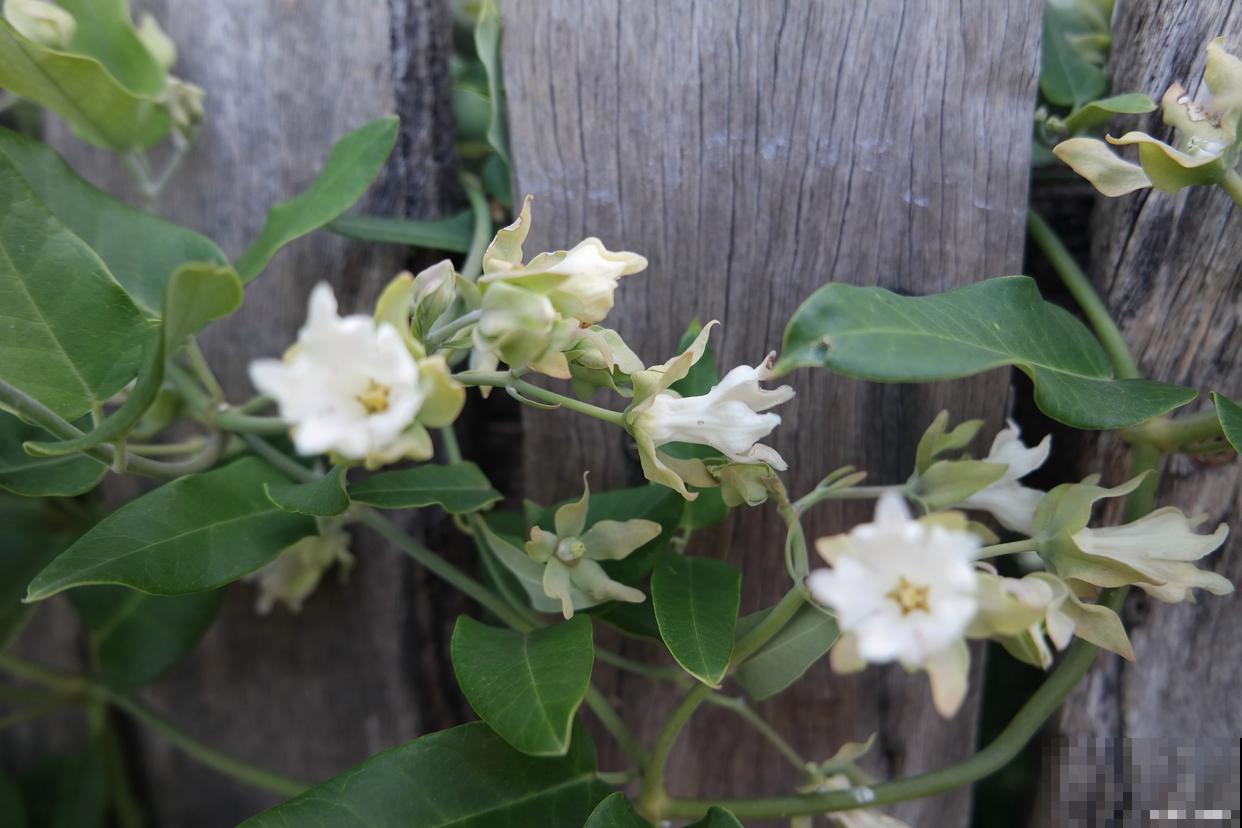 檀香木花怎么养？