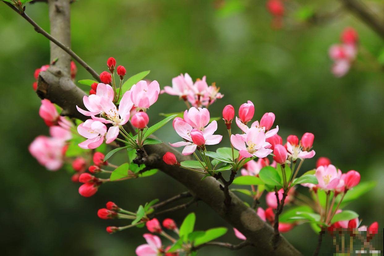 适合春天养的花？