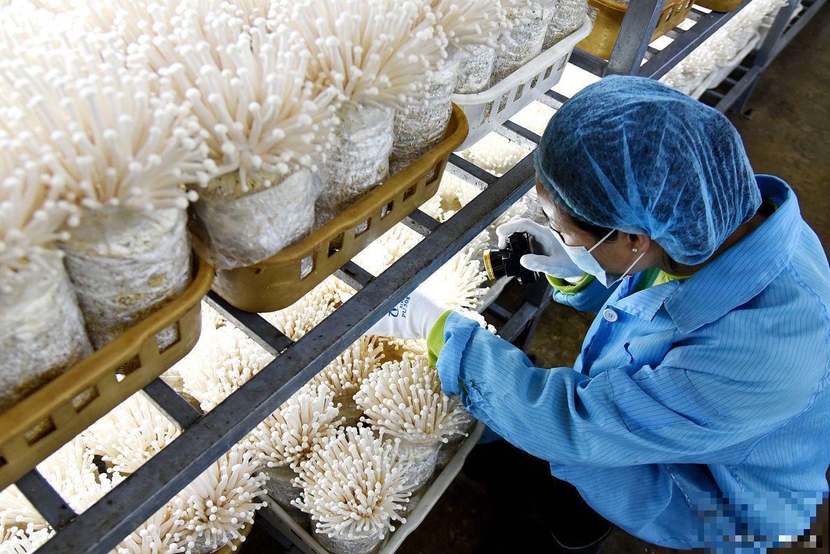 食用菌的栽培技术