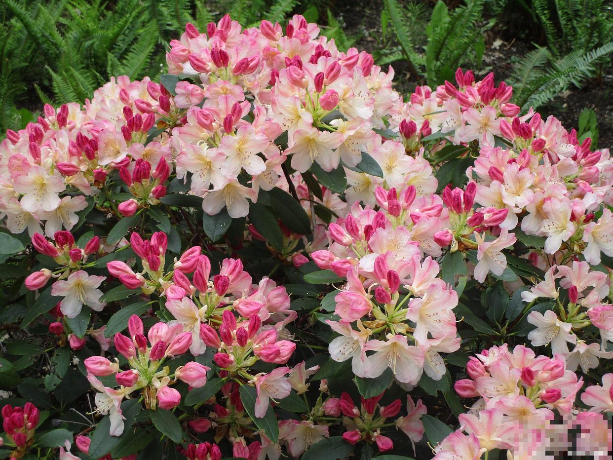 西洋杜鹃花怎么养家庭养法