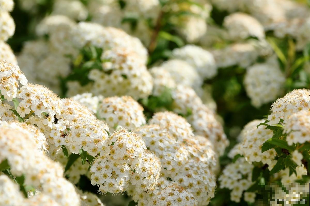 香雪球多久开花？