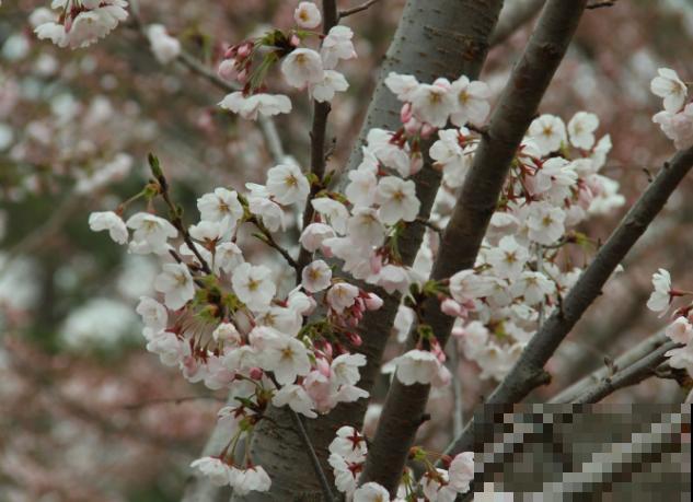 樱花盆栽养殖，注意这5点，室内也能养开花