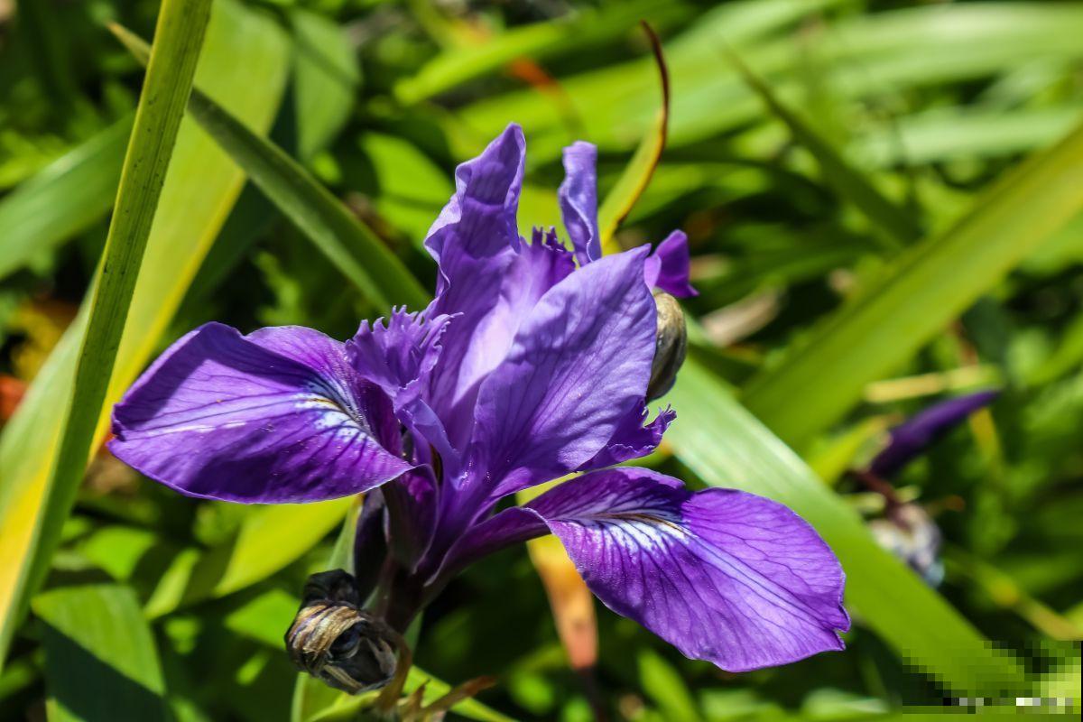 鸢尾如何分株的? 鸢尾如何分株的?