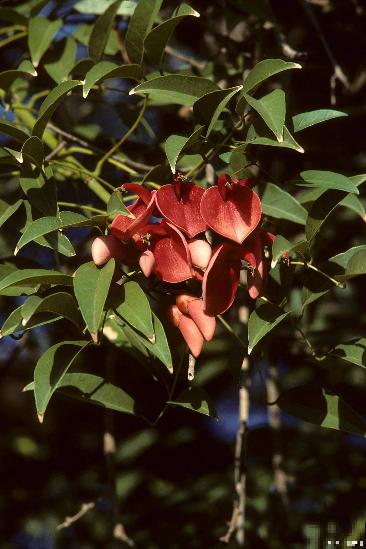 珊瑚树怎么扦插？