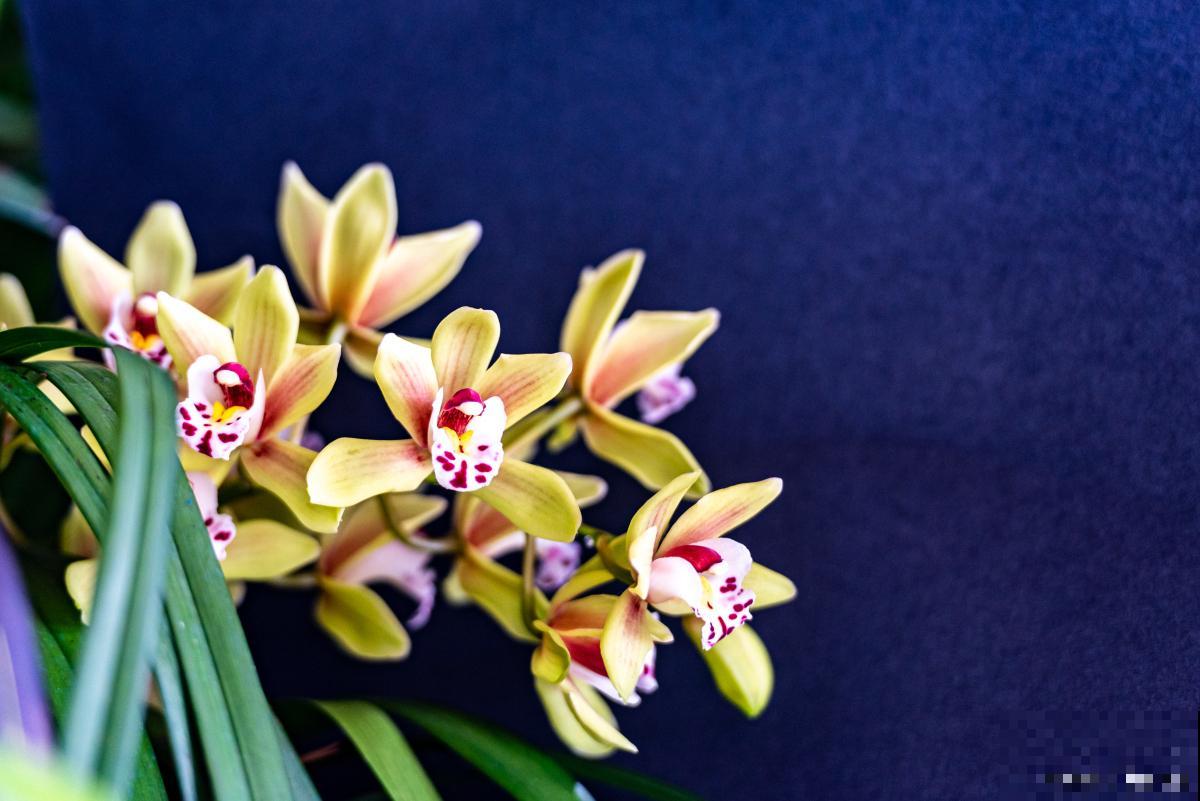 兰花叶片黑斑原因及补救办法