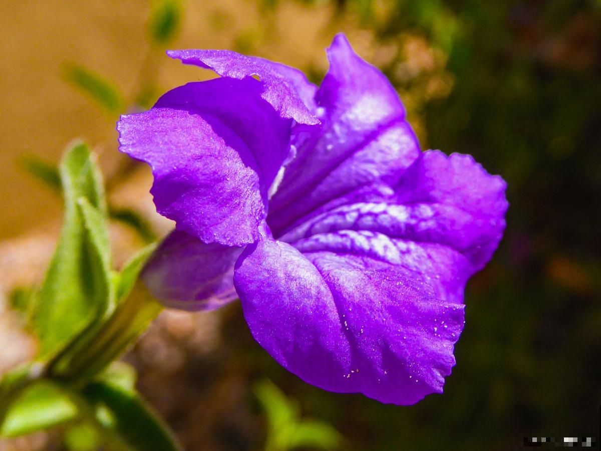 苏丹凤仙花不长叶是怎么回事 苏丹凤仙花不长叶是怎么回事