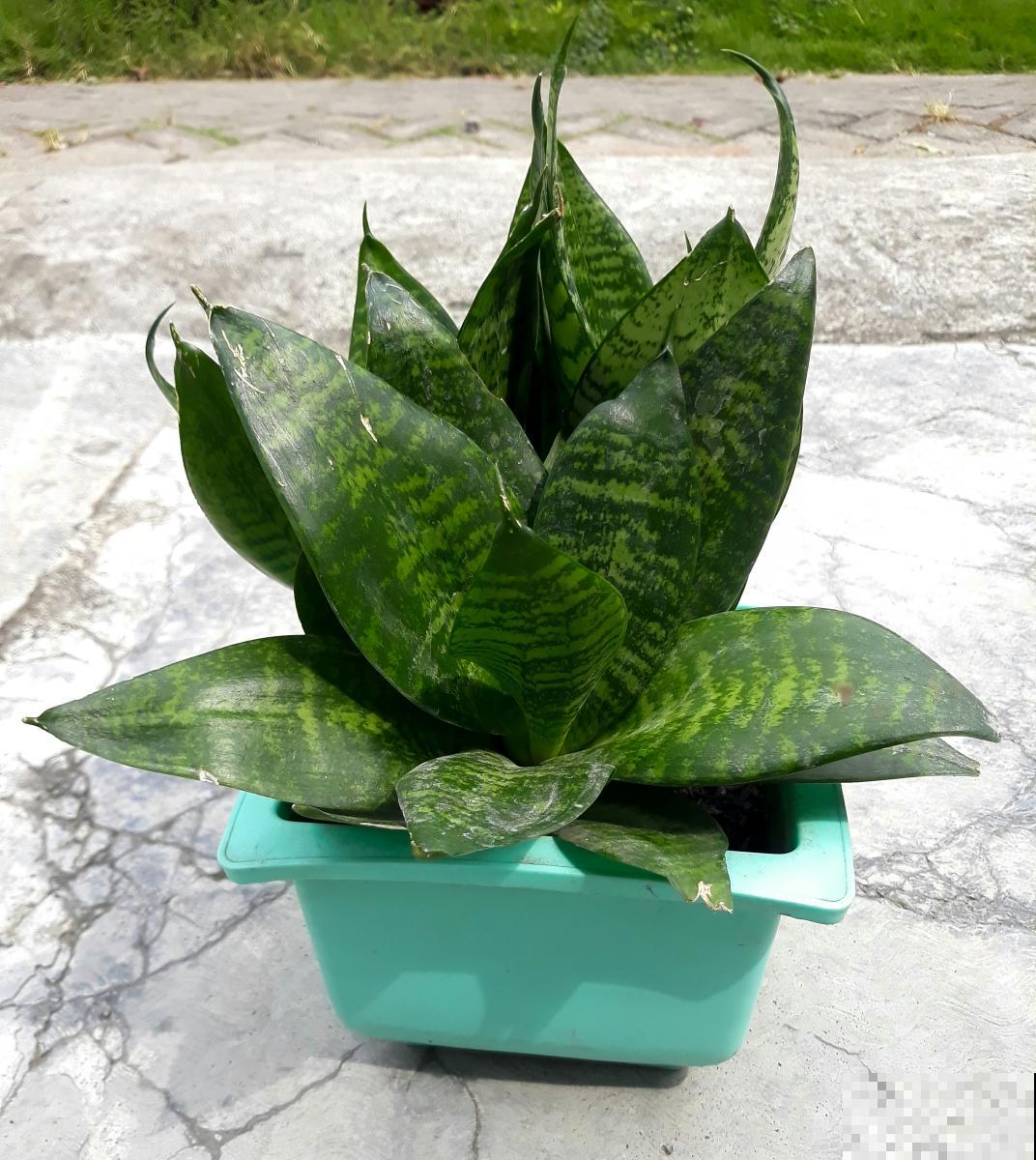 虎皮兰怎么养殖? 虎皮兰怎么养殖?