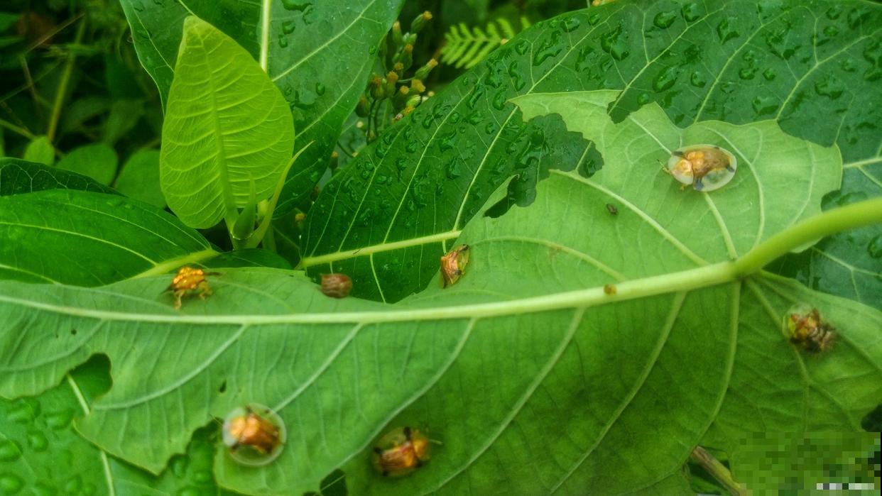 梨锈病怎么治的? 梨锈病怎么治的?