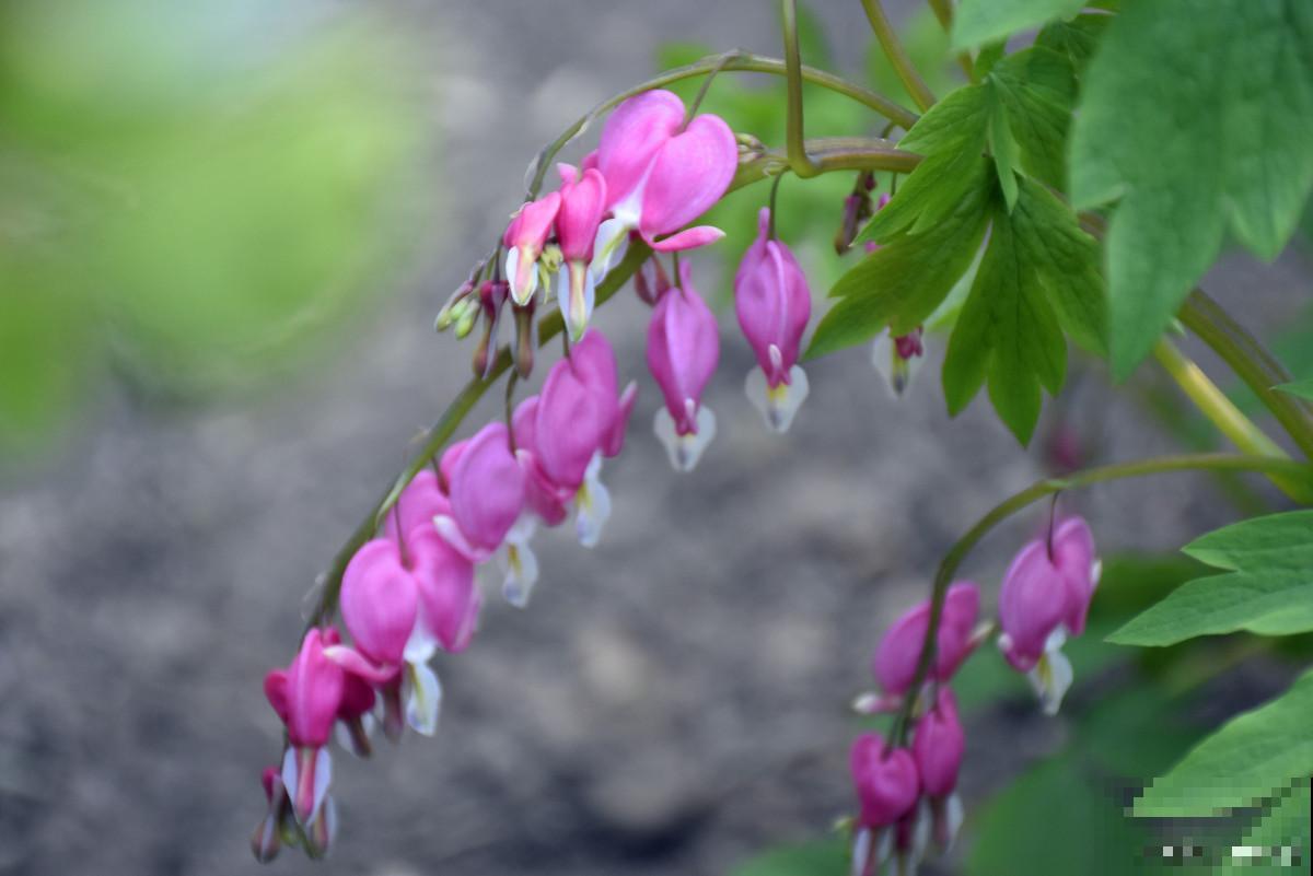 荷包牡丹盆栽如何养殖