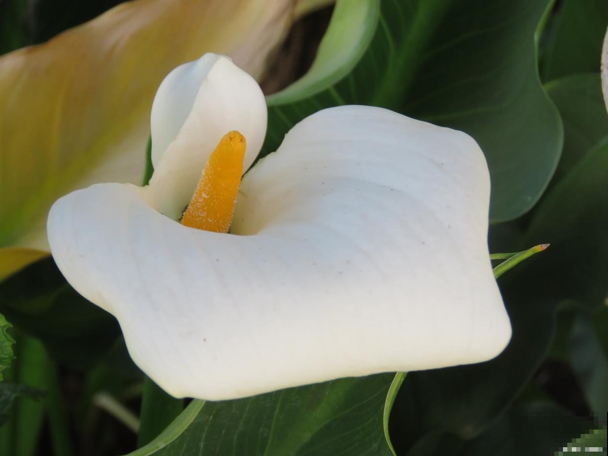 马蹄莲能养多久？