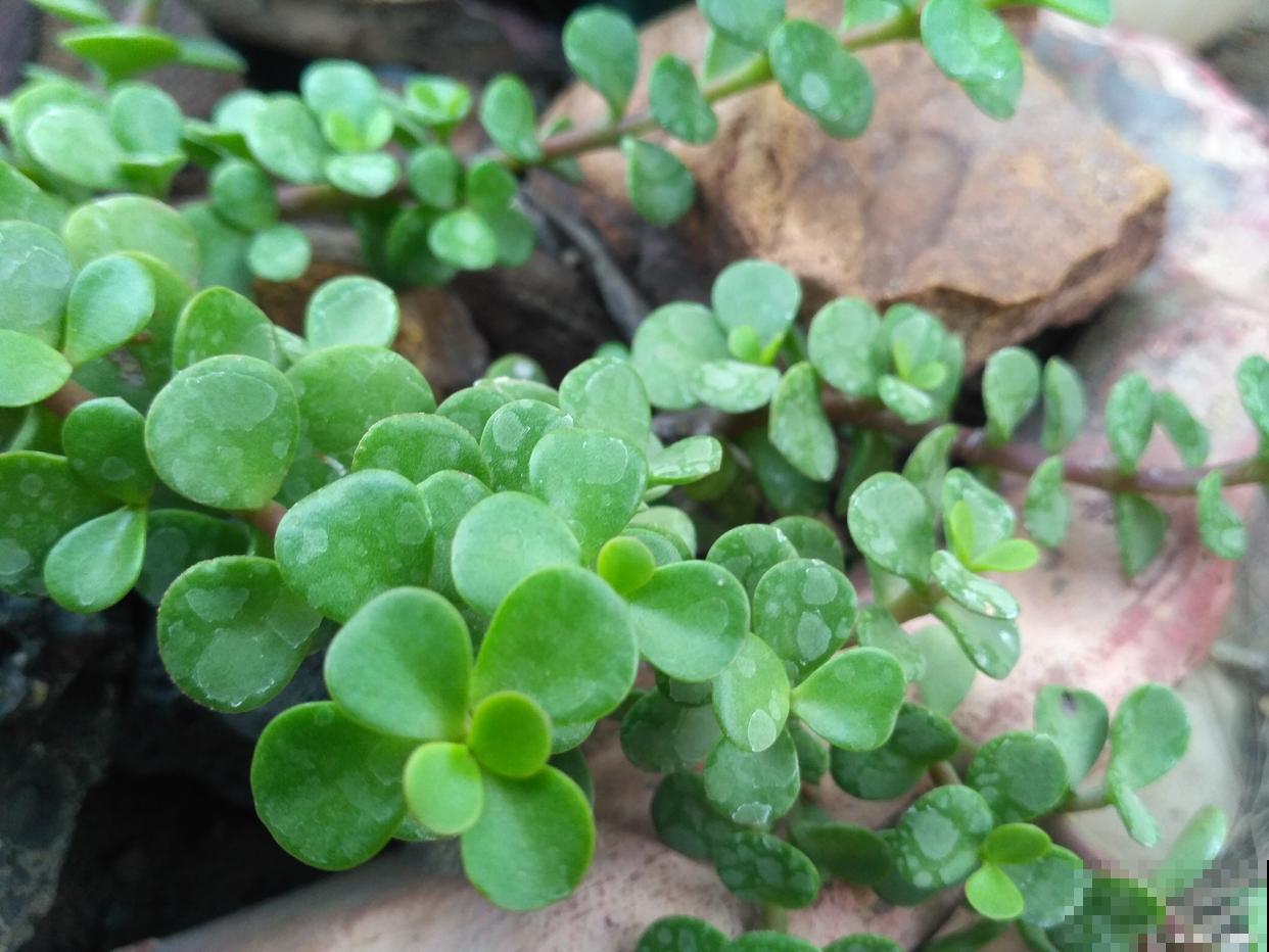 如何养殖碰碰香? 如何养殖碰碰香?