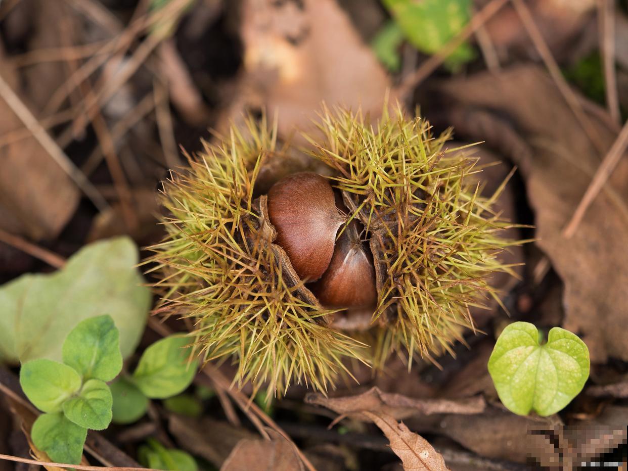 板栗种子怎么种植方法