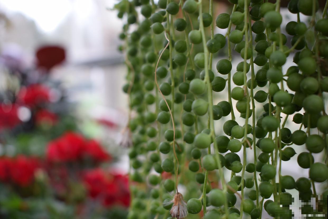 佛珠吊兰怎么养才能更旺盛 佛珠吊兰怎么养才能更旺盛