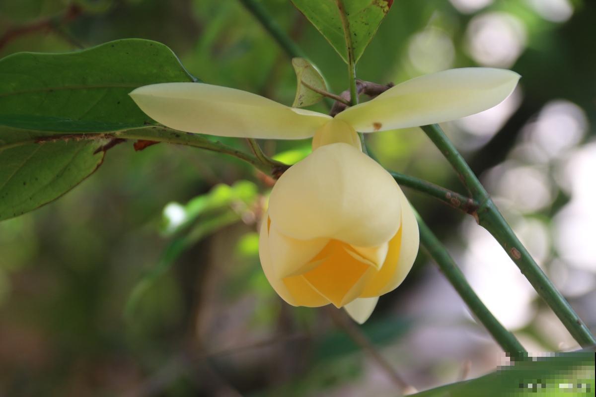 含笑如何养殖的? 含笑如何养殖的?