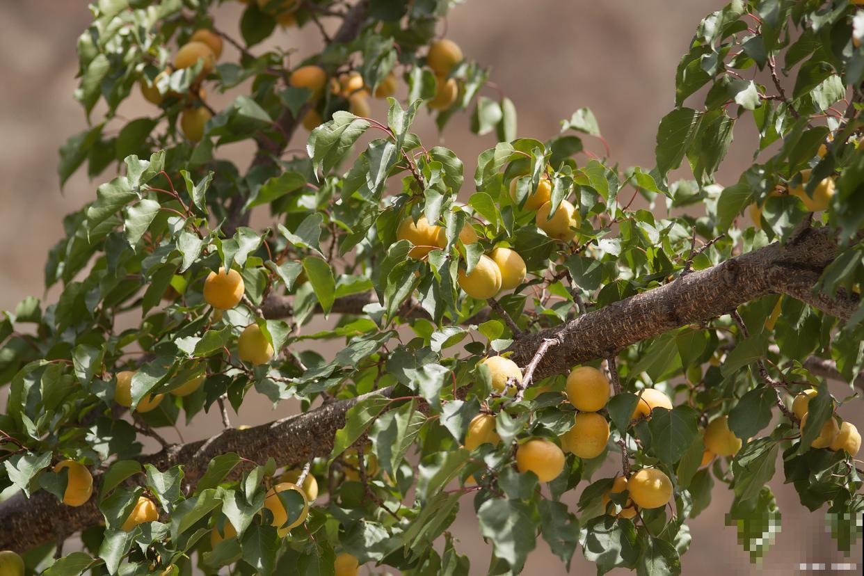 夏季植物有哪些？