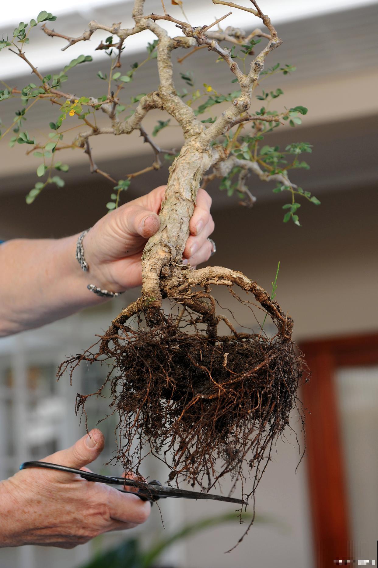 枸杞盆景怎么养护 枸杞盆景怎么养护