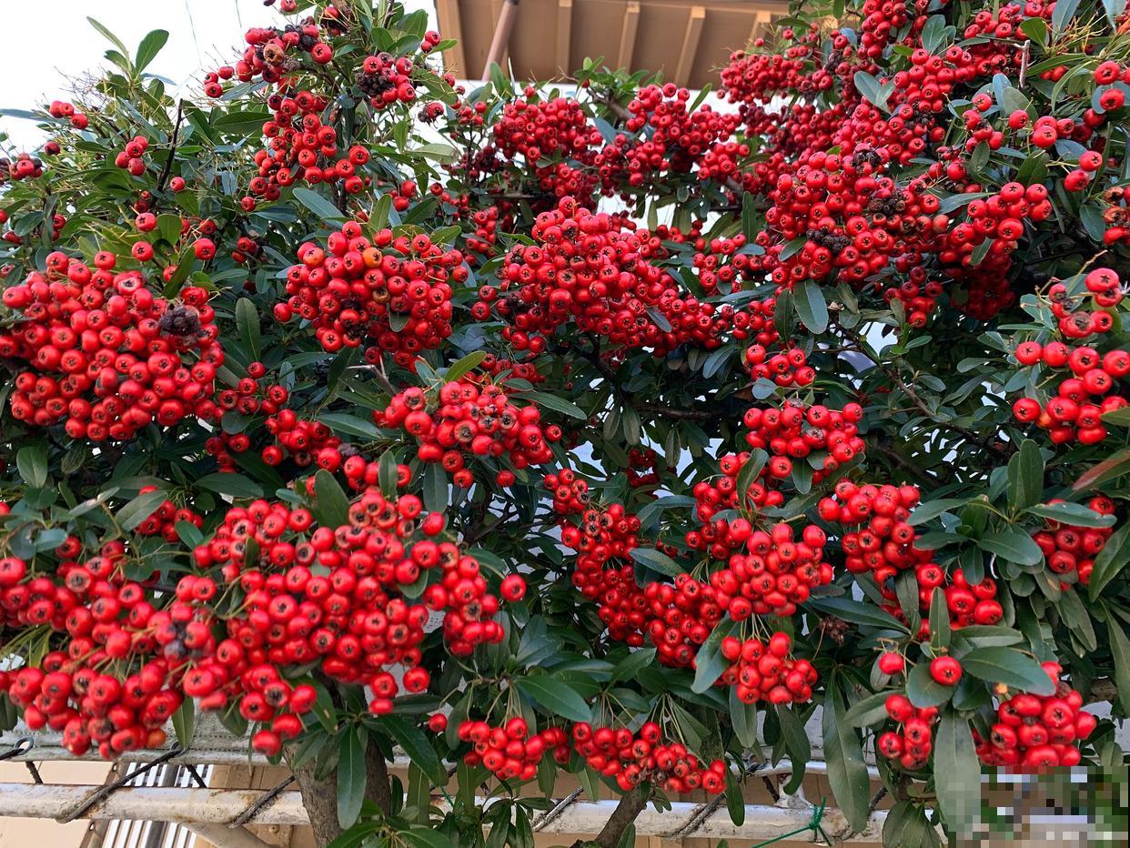 富贵子花怎么养? 富贵子花怎么养?