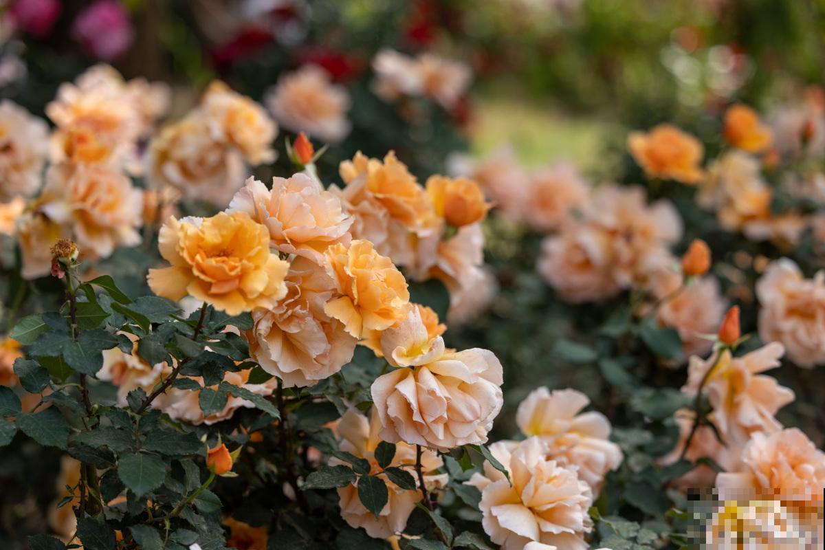 月季如何爆盆的? 月季如何爆盆的?