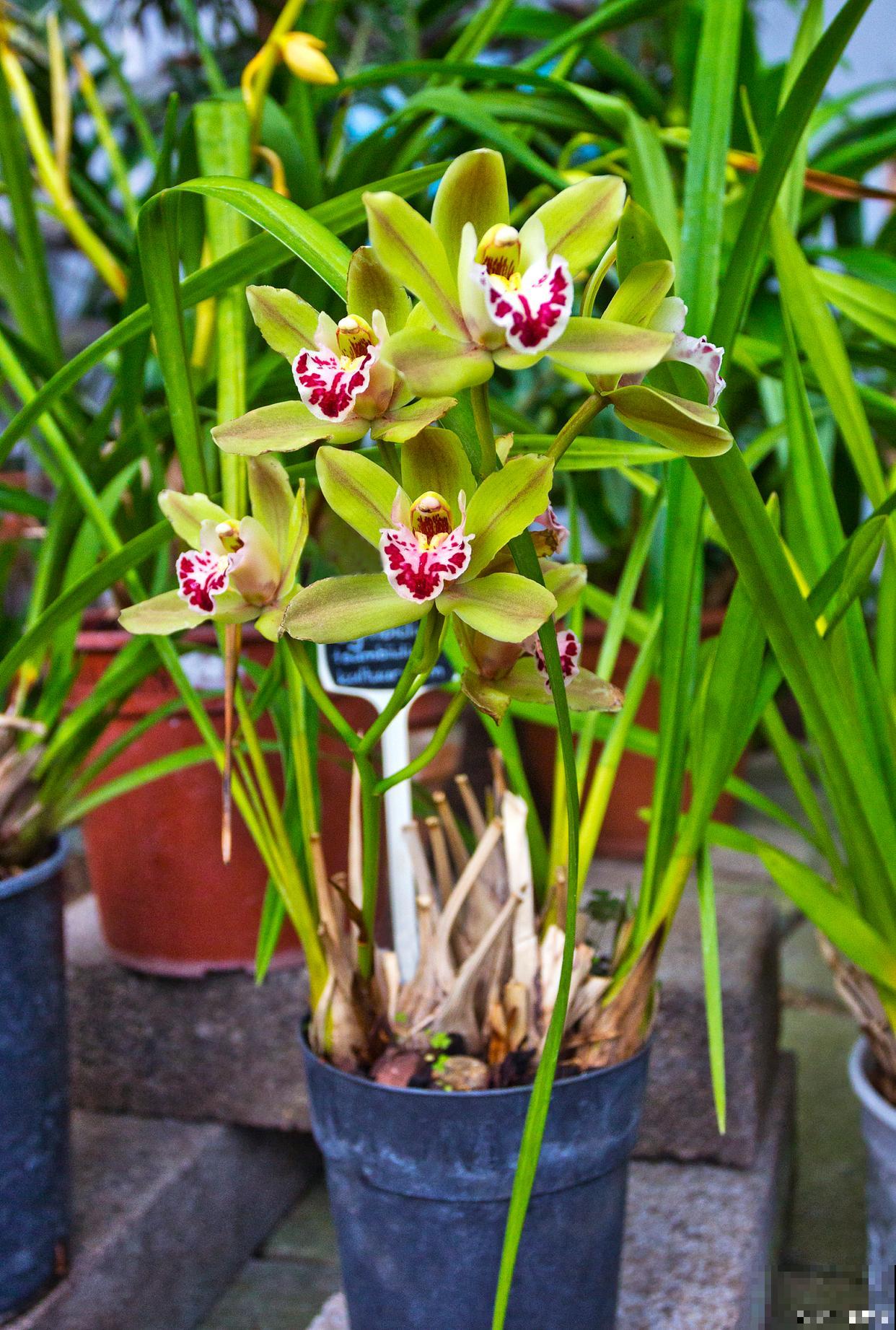 大花蕙兰多久浇一次水