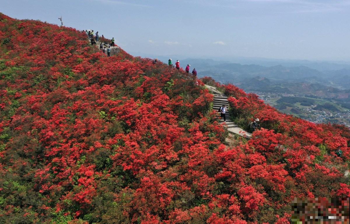 野生映山红怎么繁殖