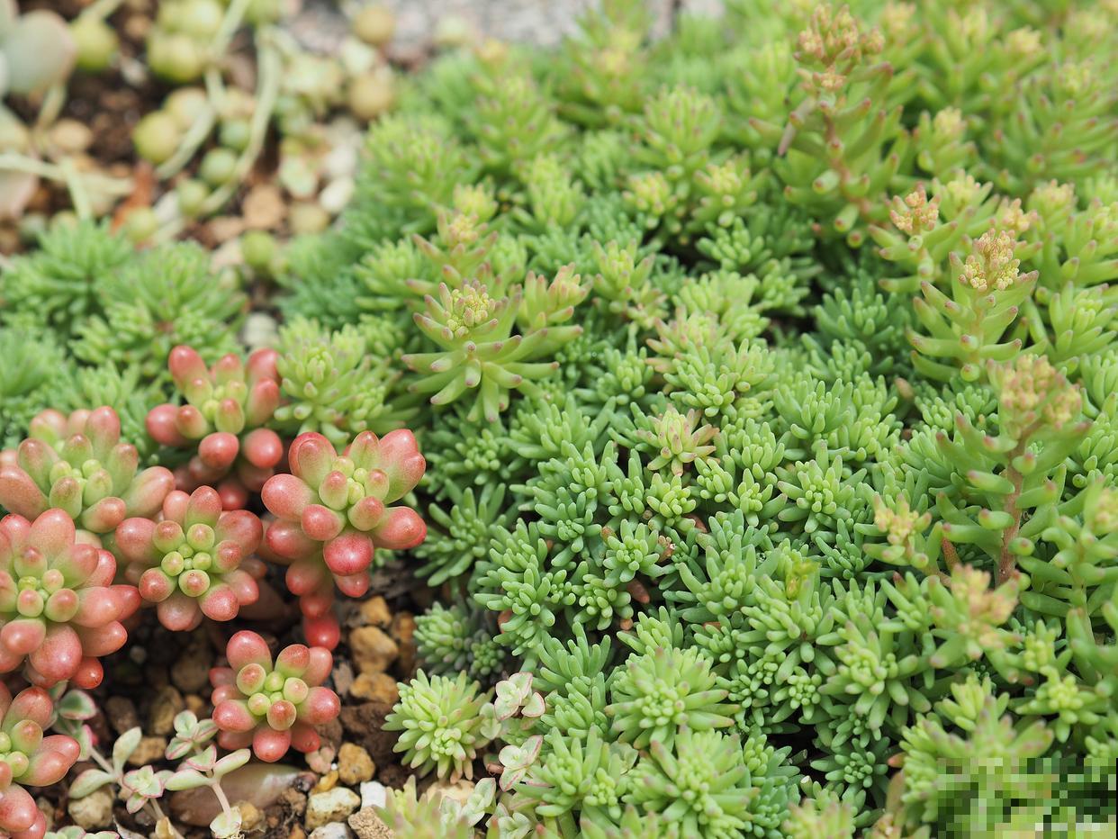 多肉球松怎么养殖 多肉球松怎么养殖