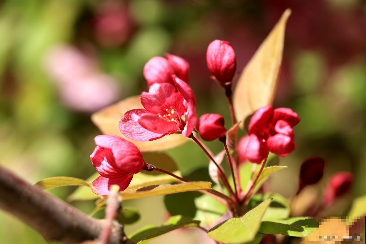 海棠花怎么种植？