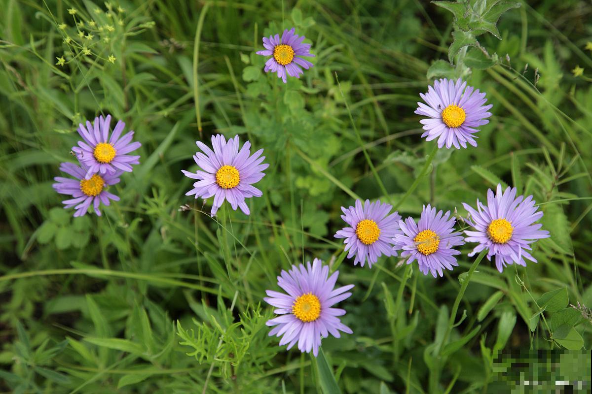 马兰头怎么种植？