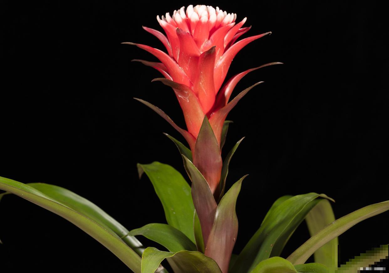 凤梨花浇水的正确方法 凤梨花浇水的正确方法