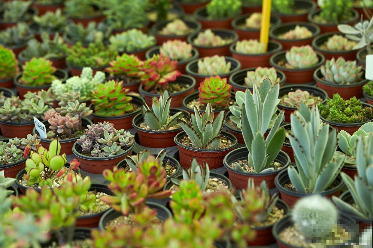 红背椒草多肉怎么养 红背椒草多肉怎么养