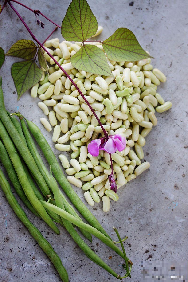 长豆角的种植方法和时间
