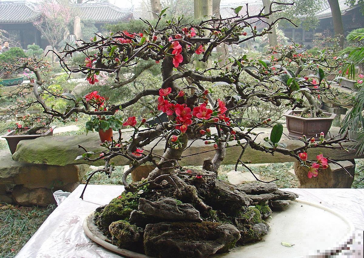 贴梗海棠盆栽怎么养