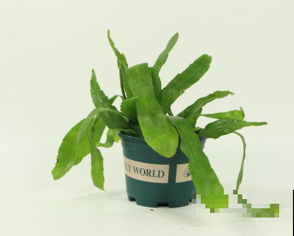 昙花叶片长气根，这3种解决方法，快来看看