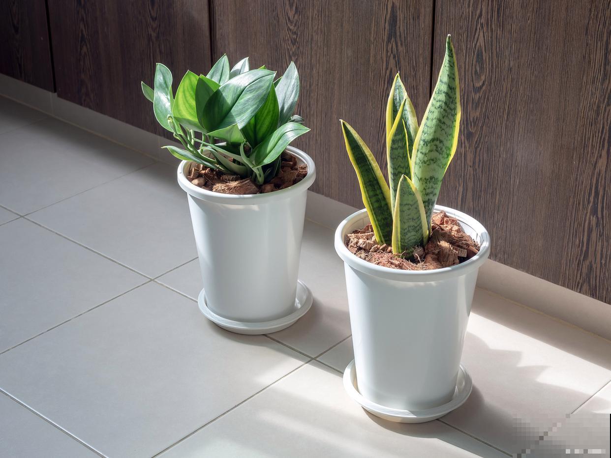 虎皮兰怎么不长? 虎皮兰怎么不长?