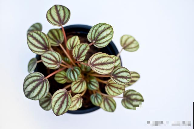 猫眼绿植怎么养? 猫眼绿植怎么养?