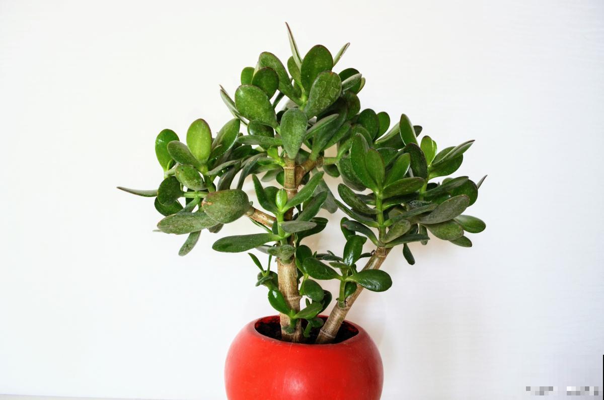 吉祥如意盆栽怎么养 吉祥如意盆栽怎么养