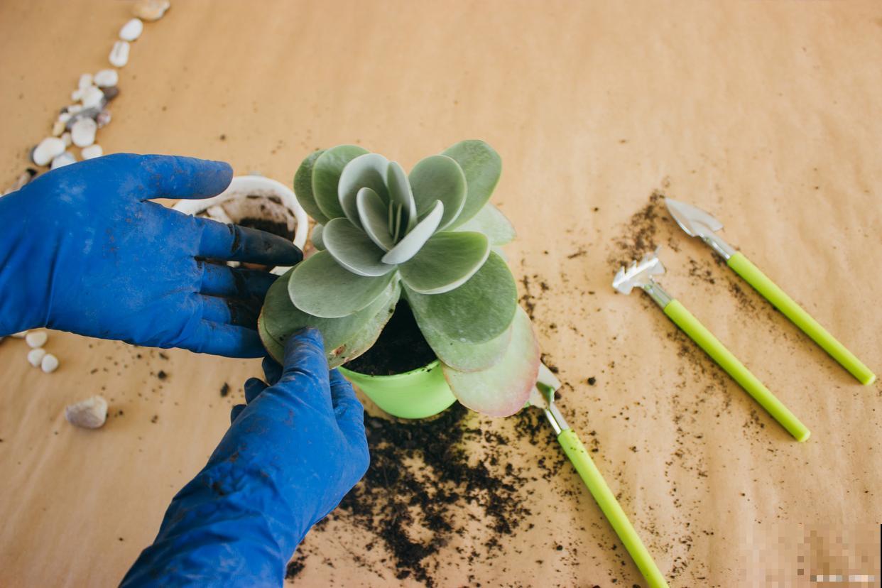 多肉怎么移栽的？