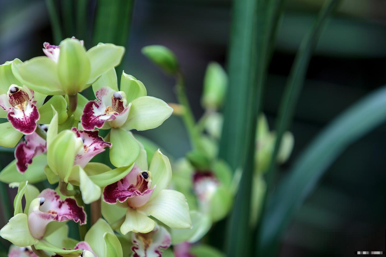 大花蕙兰多久浇一次水
