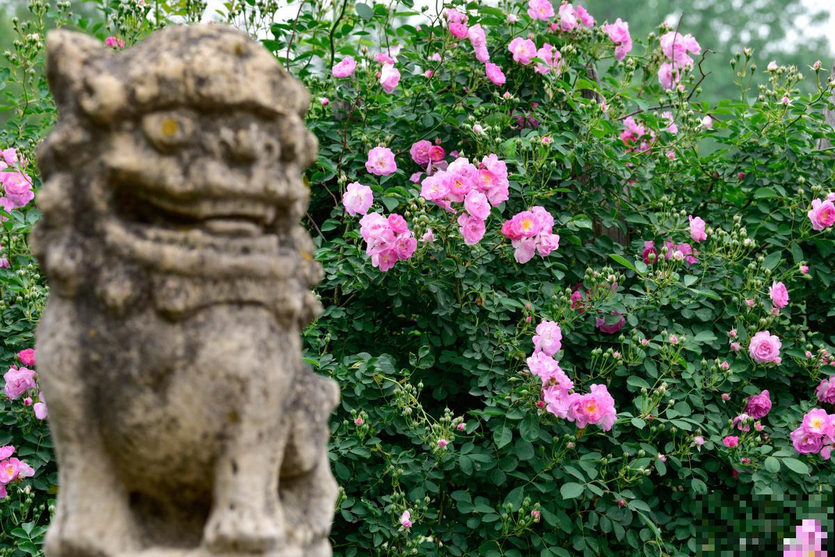 蔷薇花如何修剪？