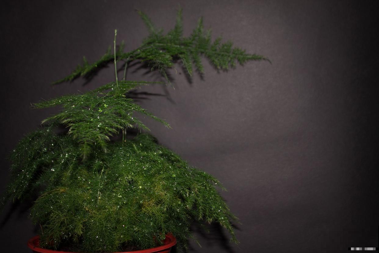 澳洲杉叶枯了怎么养 澳洲杉叶枯了怎么养