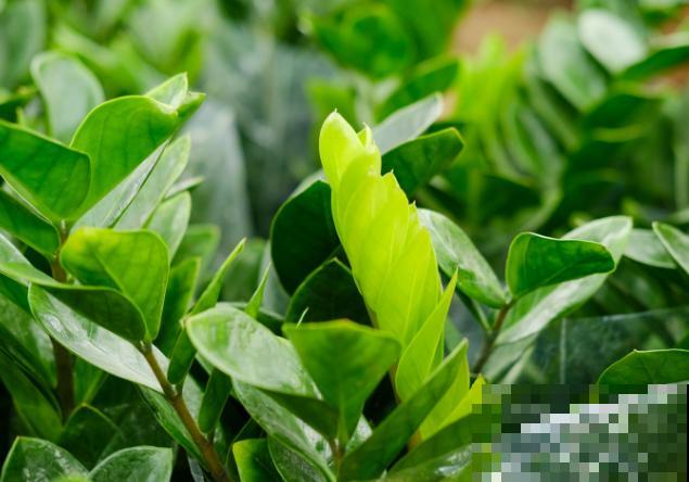 金钱树分株繁殖，主要看这5步，在家也能进行