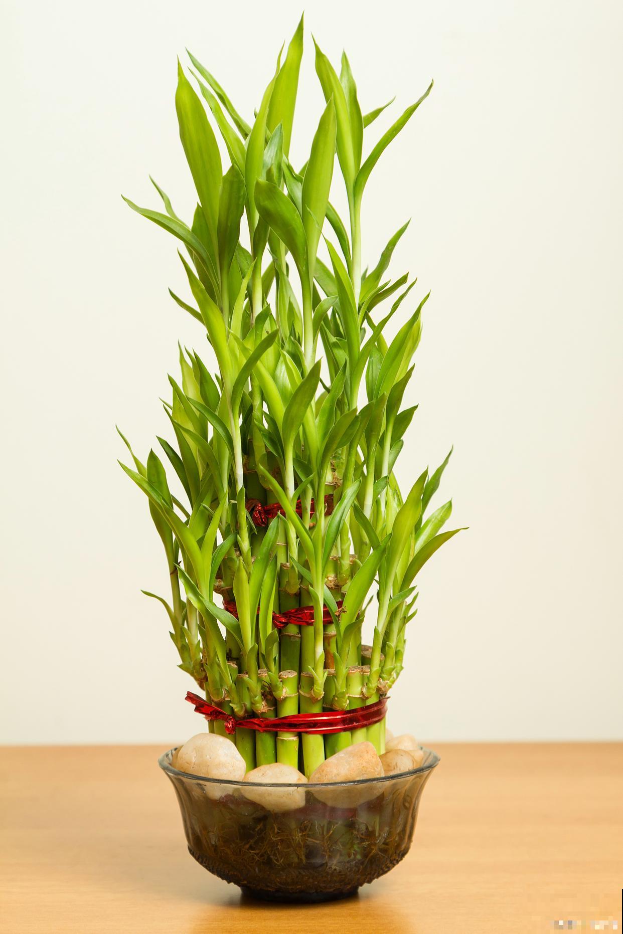 刚买回来的富贵竹怎么水养