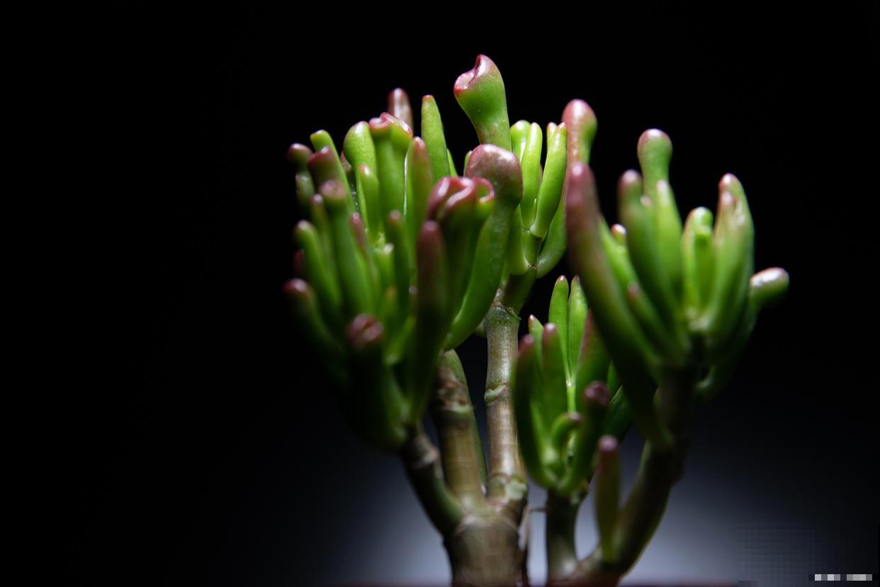 碧光环叶子萎缩了怎么办