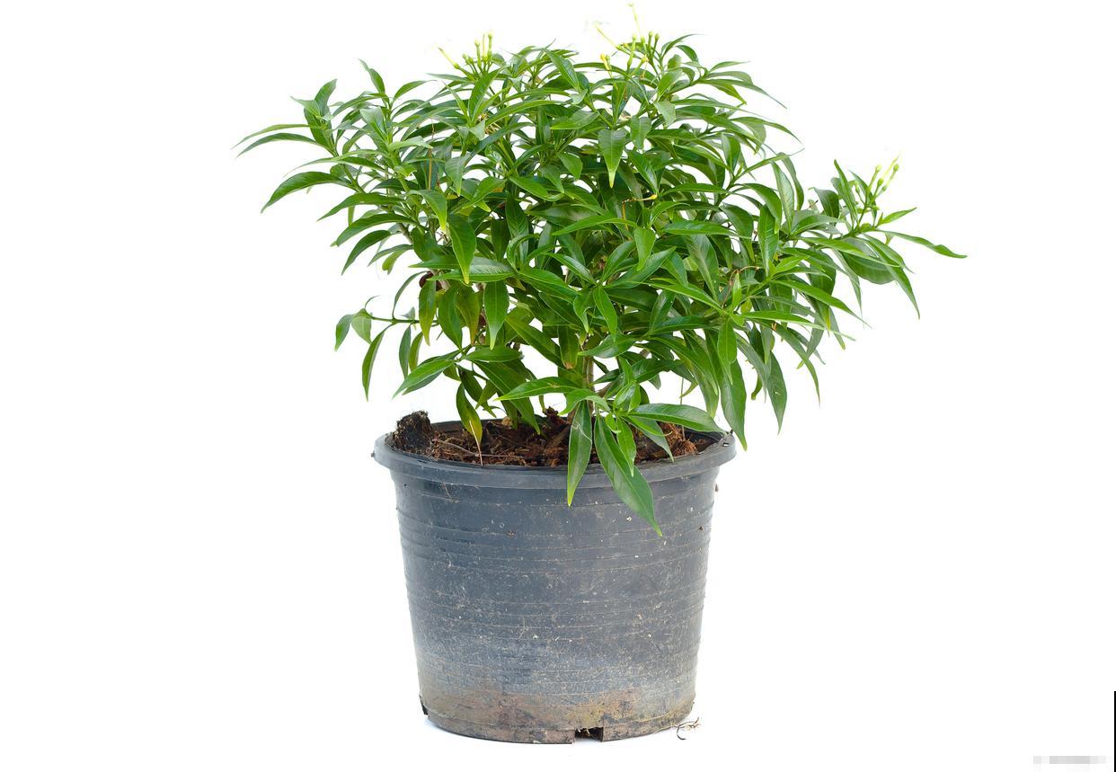 竹柏施什么肥好？