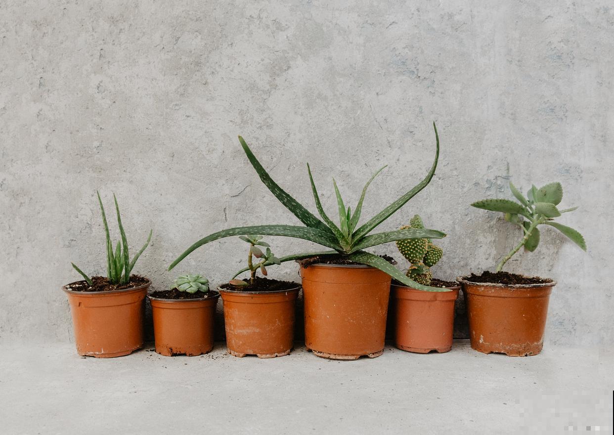 龟甲龙如何发根？