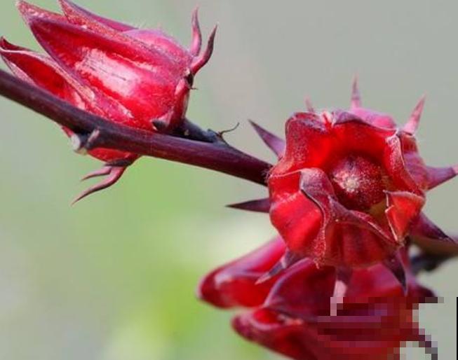 洛神花中间的果实处理,记住这2点,可以合理保存 洛神花中间的果实处理,记住这2点,可以合理保存